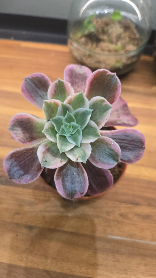 AEONIUM