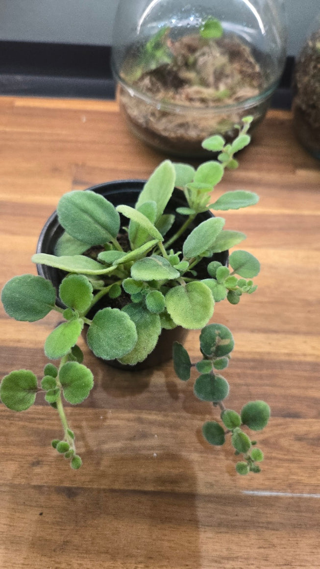 Episcia dianthiflora