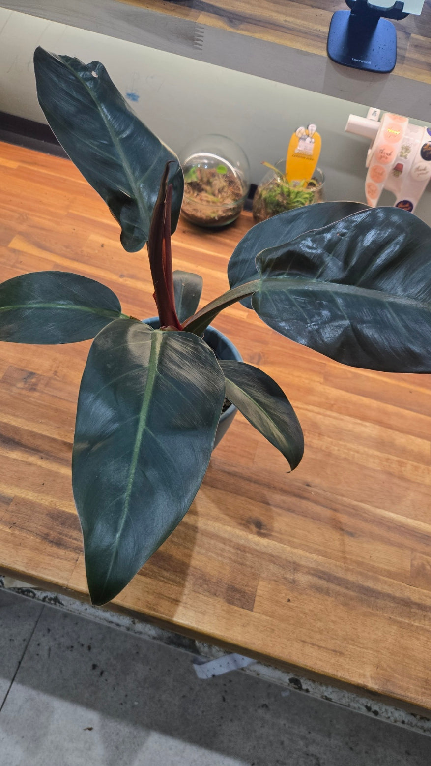 PHILODENDRON RED EMERALD