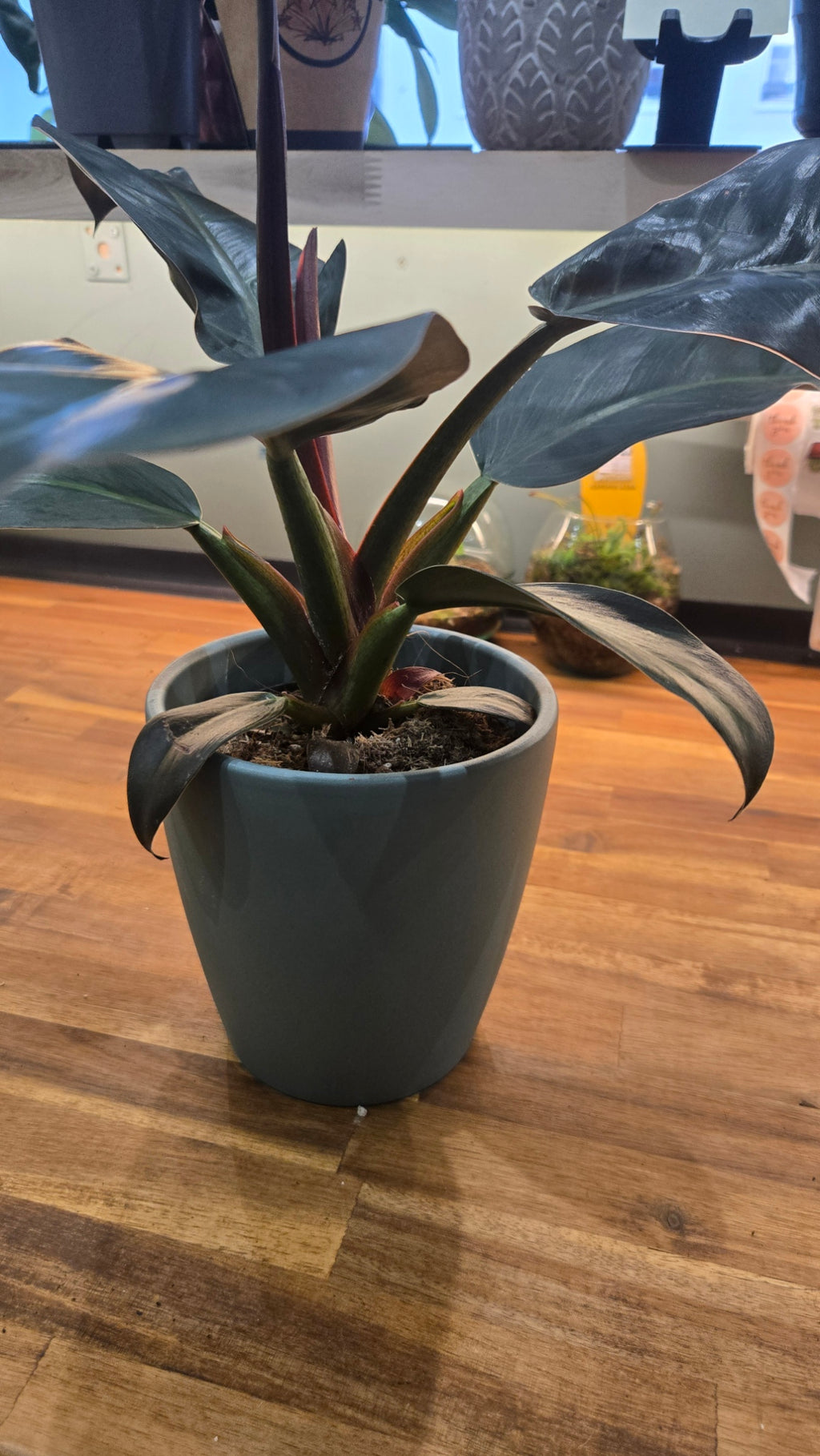 PHILODENDRON RED EMERALD