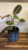 MARANTA LEUCONEURA FASCINATOR