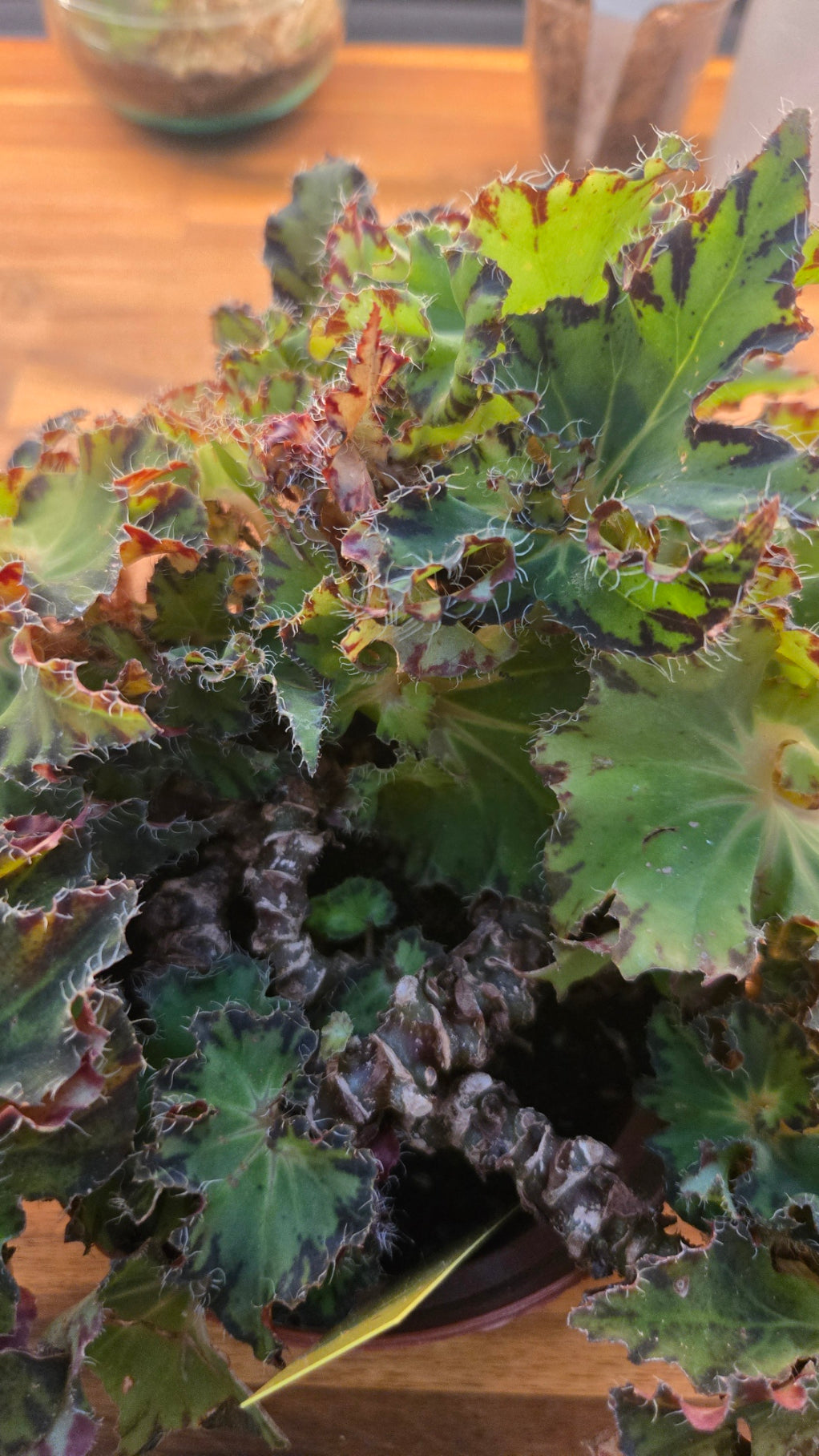 BEGONIA RIVIERE DU NIL