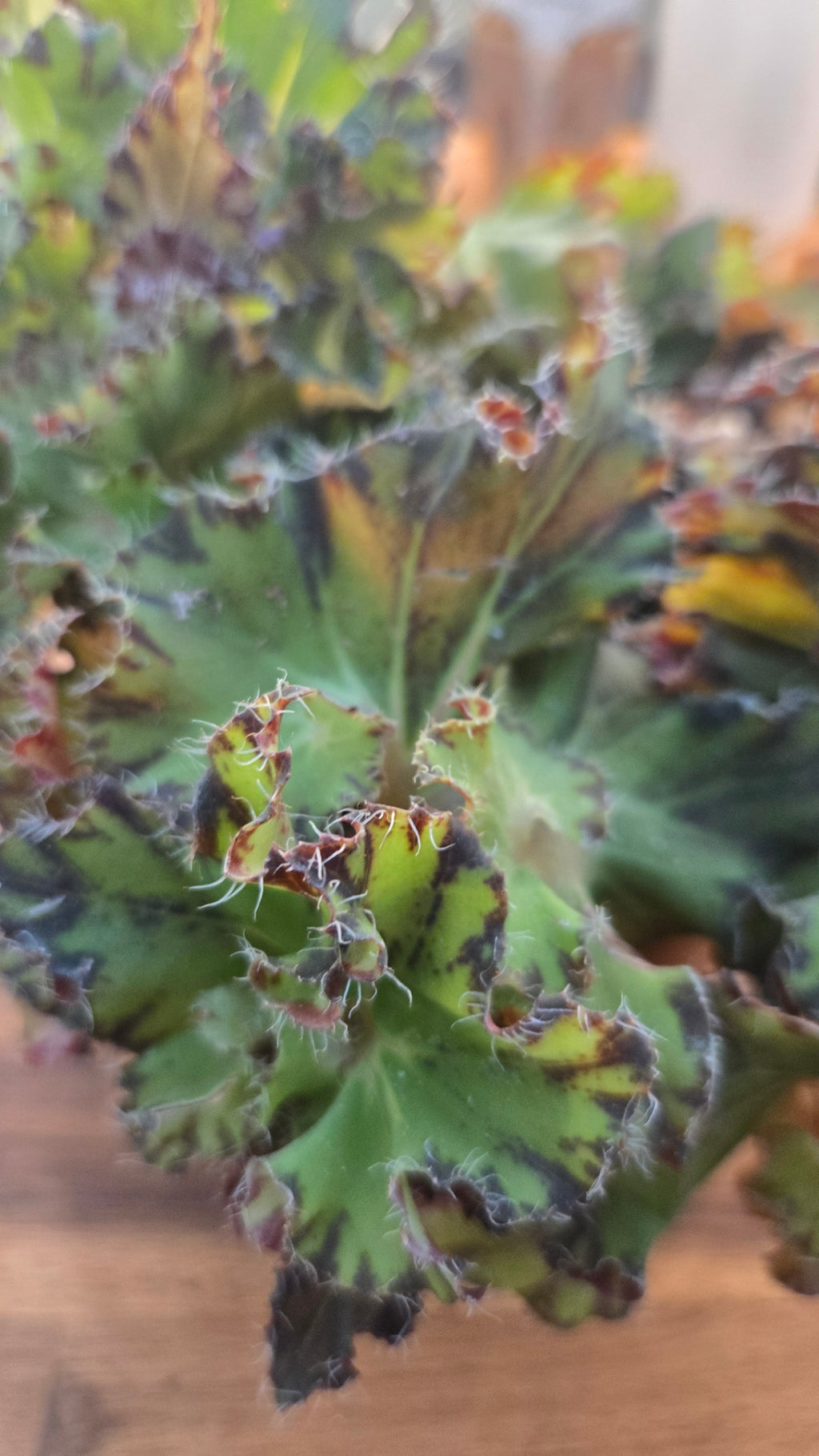 BEGONIA RIVIERE DU NIL