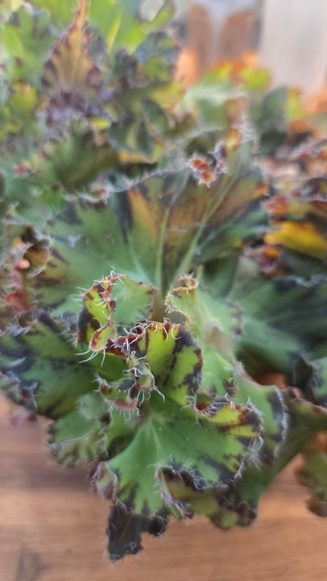 BEGONIA RIVIERE DU NIL