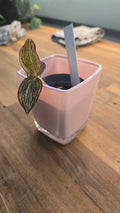 CACHE POT EN VERRE ROSE