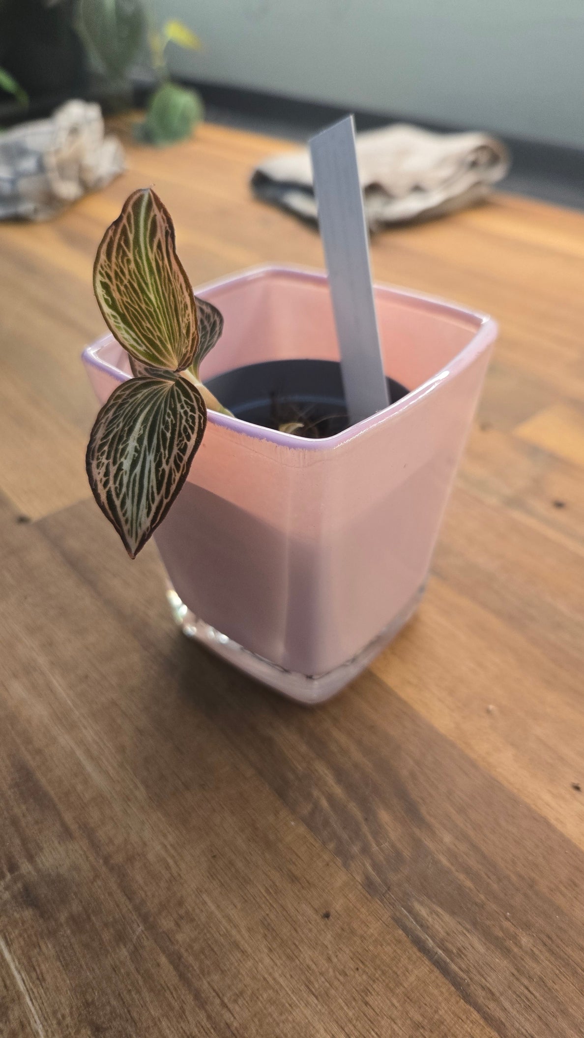 CACHE POT EN VERRE ROSE