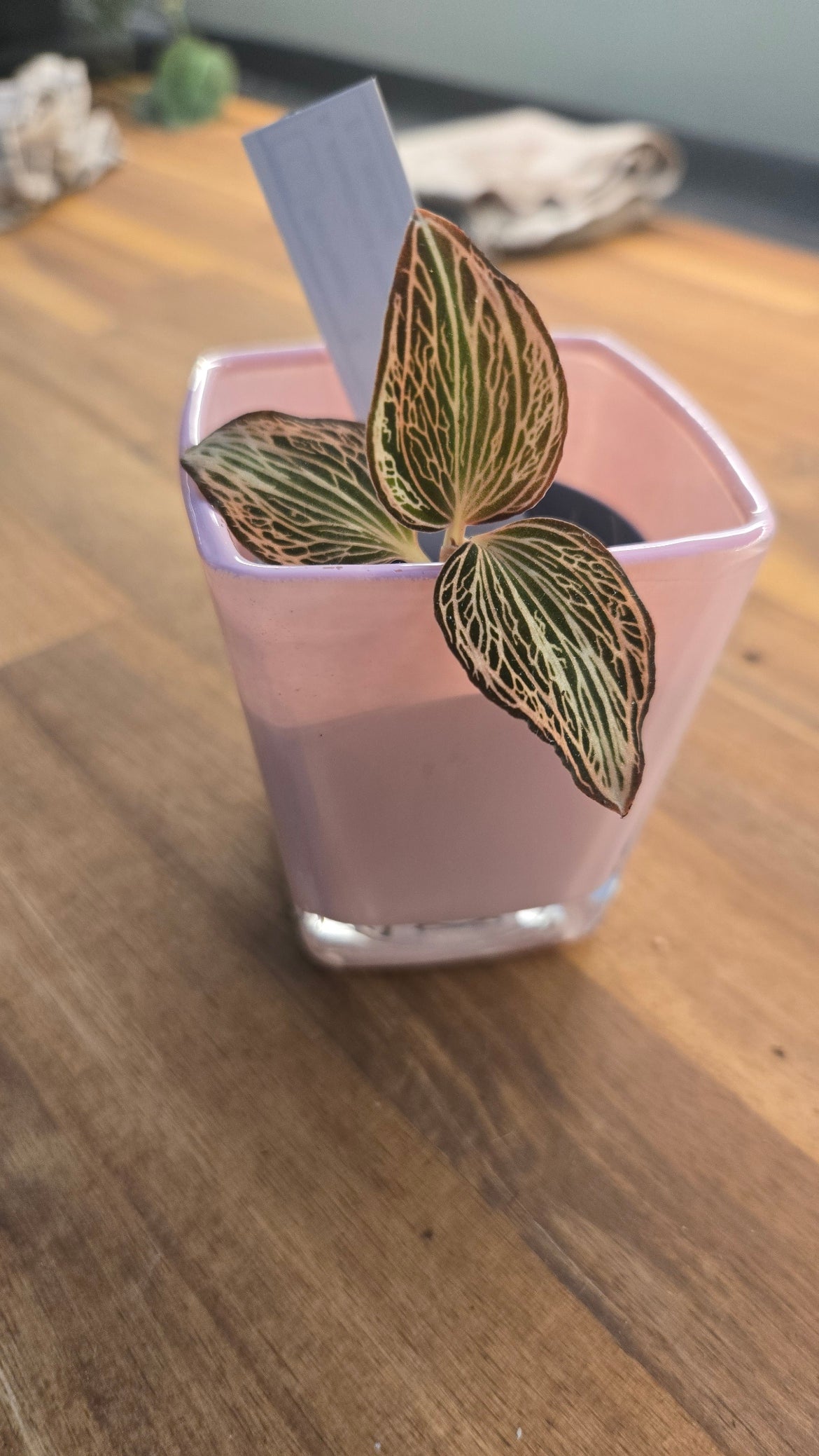 CACHE POT EN VERRE ROSE