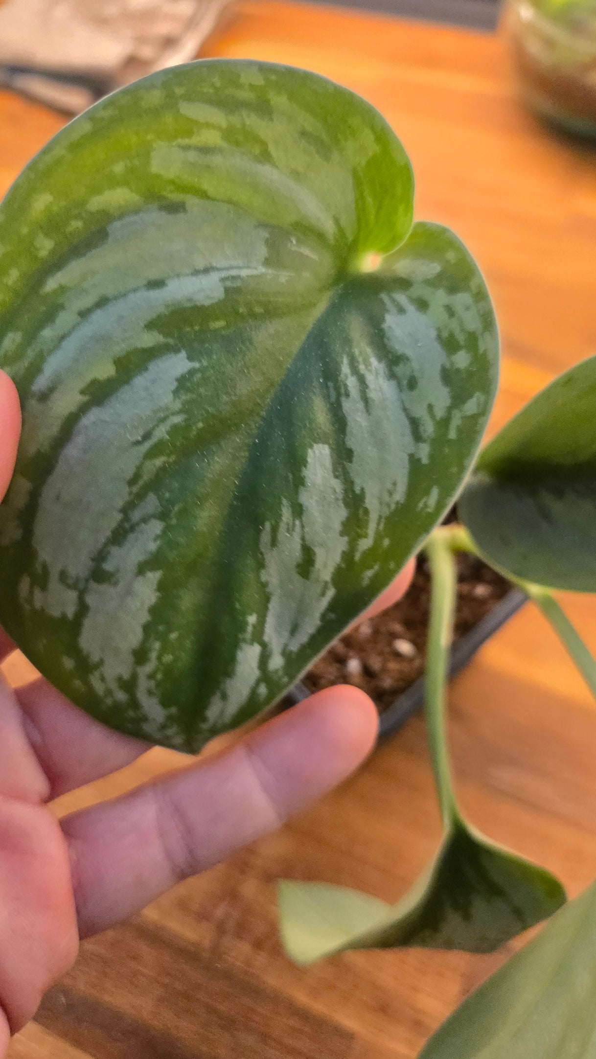 POTHOS EXOTICA