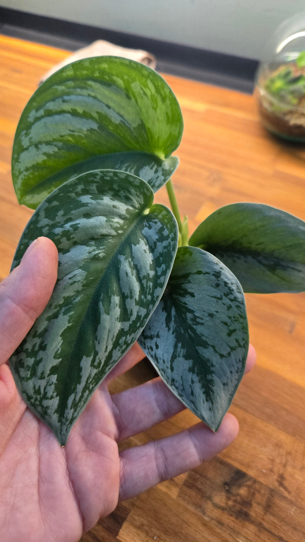 POTHOS EXOTICA