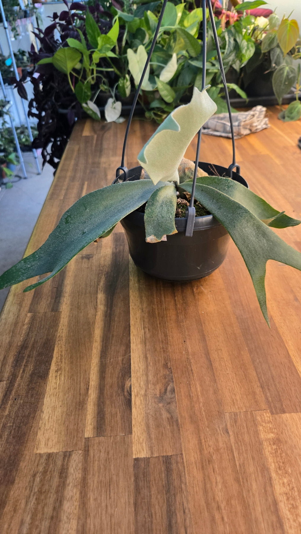 PLATYCERIUM WILLICKII YELLOW MOON
