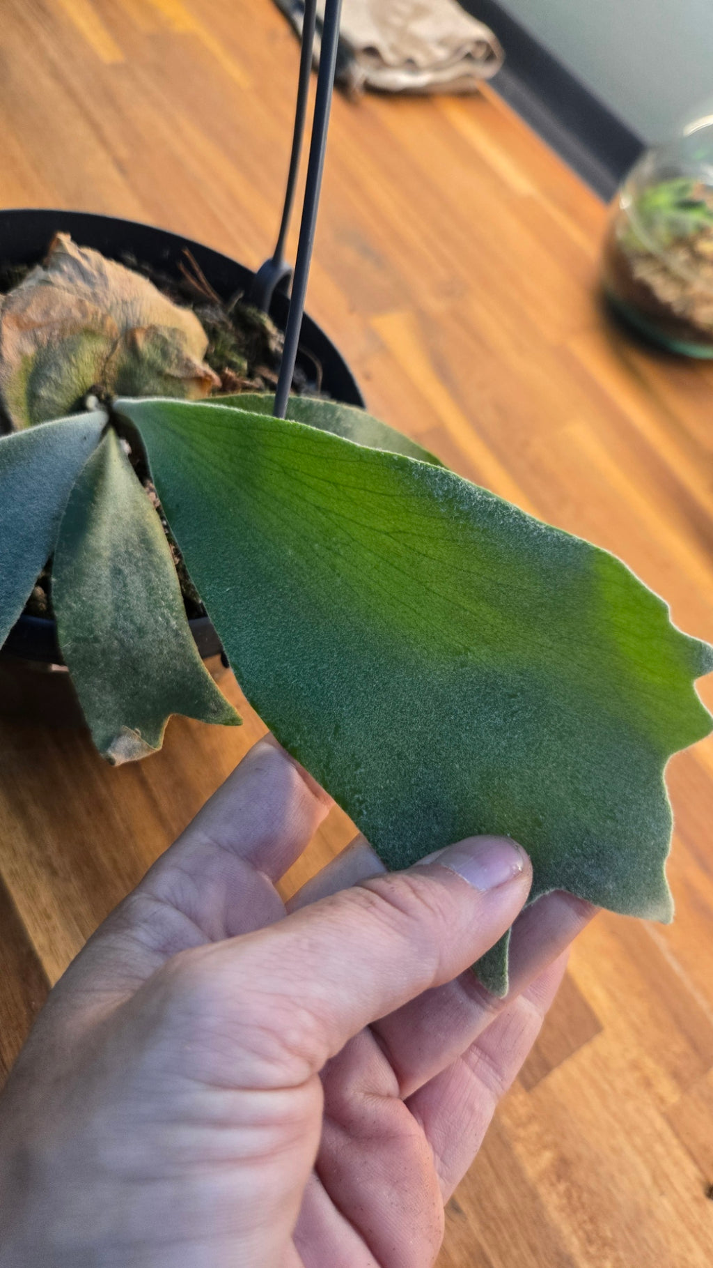 PLATYCERIUM WILLICKII YELLOW MOON