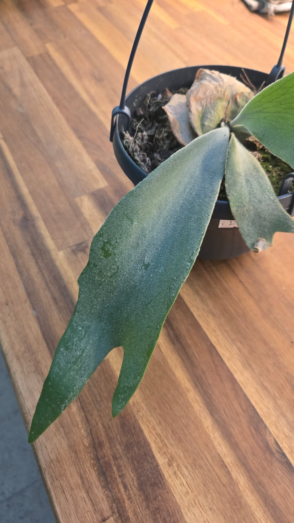 PLATYCERIUM WILLICKII YELLOW MOON