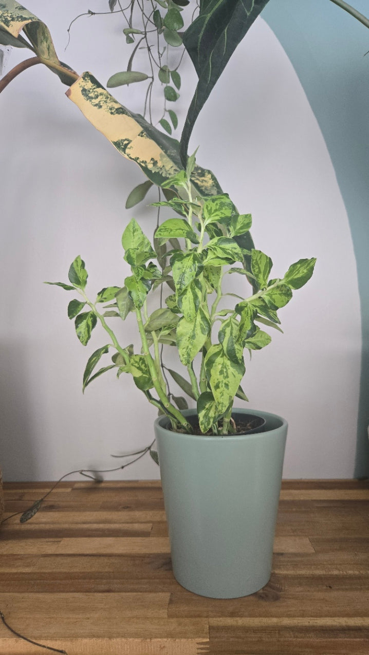 PEDILANTHUS