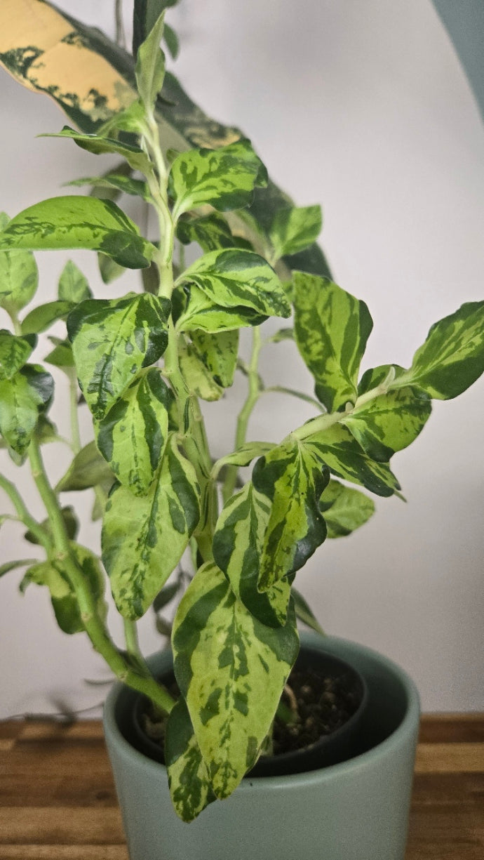 PEDILANTHUS