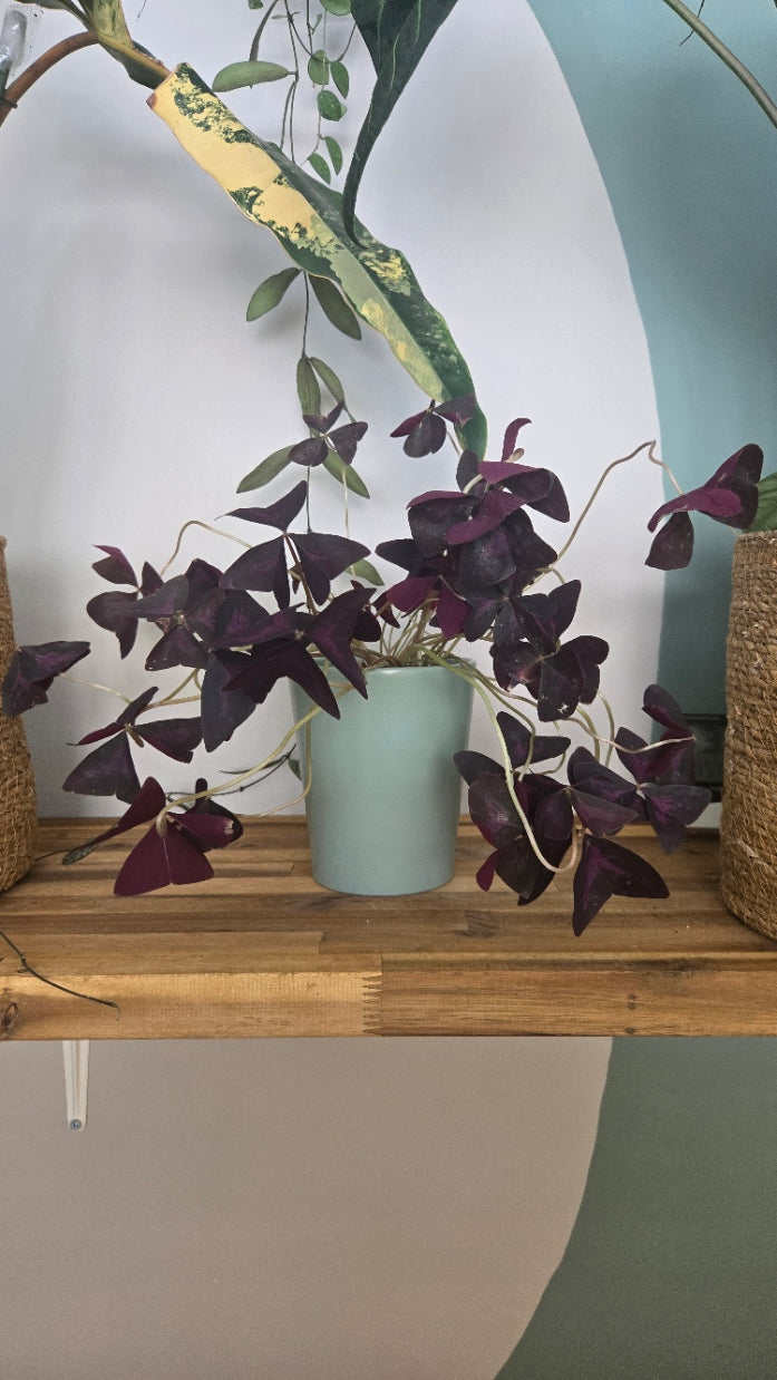 OXALIS TRIANGULARIS