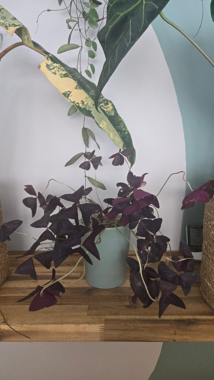 OXALIS TRIANGULARIS