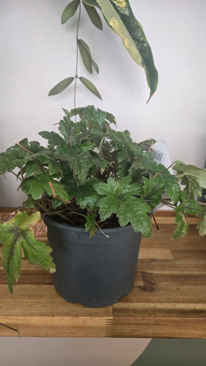 TIARELLA CORDIFOLIA