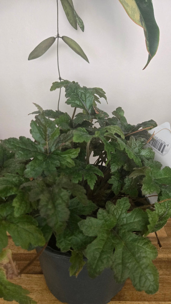 TIARELLA CORDIFOLIA