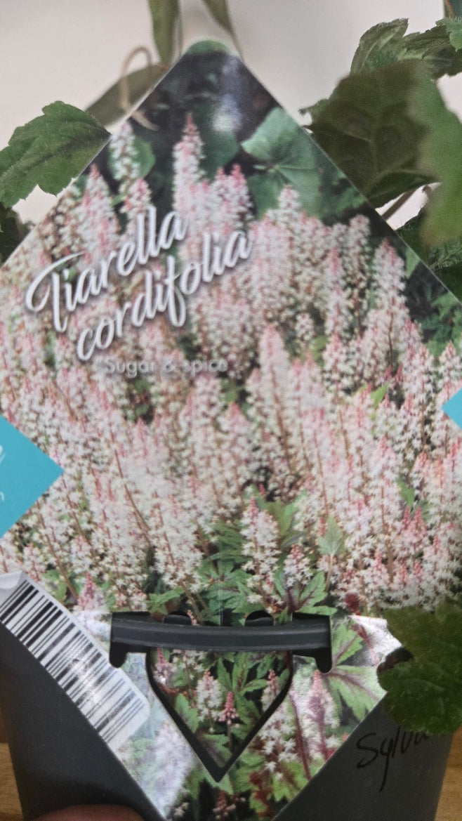 TIARELLA CORDIFOLIA