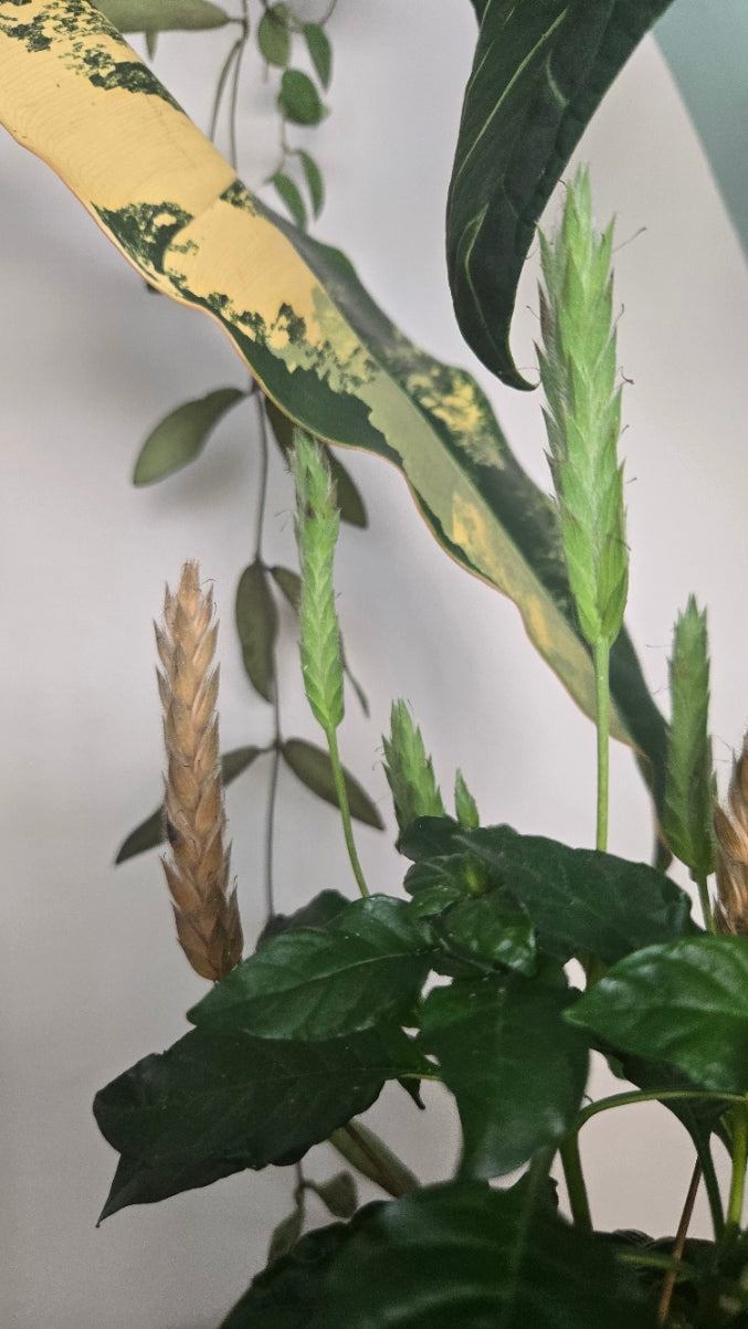 CROSSANDRA INFUNDIBULIFORMIS