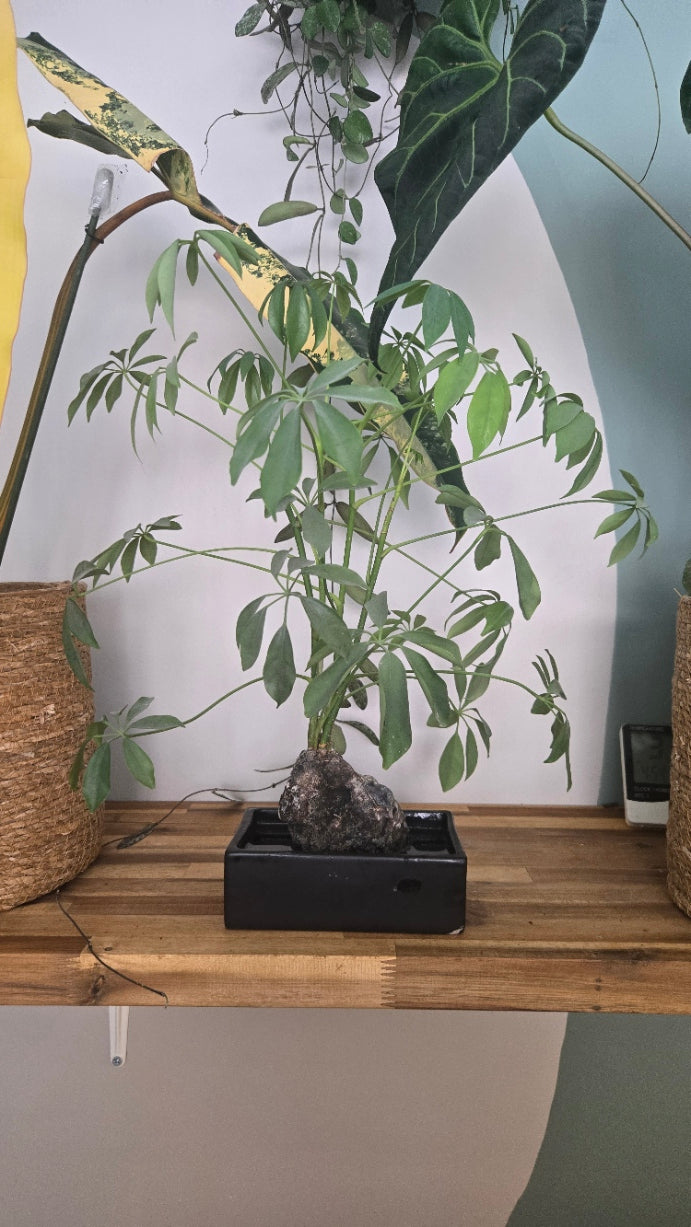 PLANTE PIERRE DE LAVE