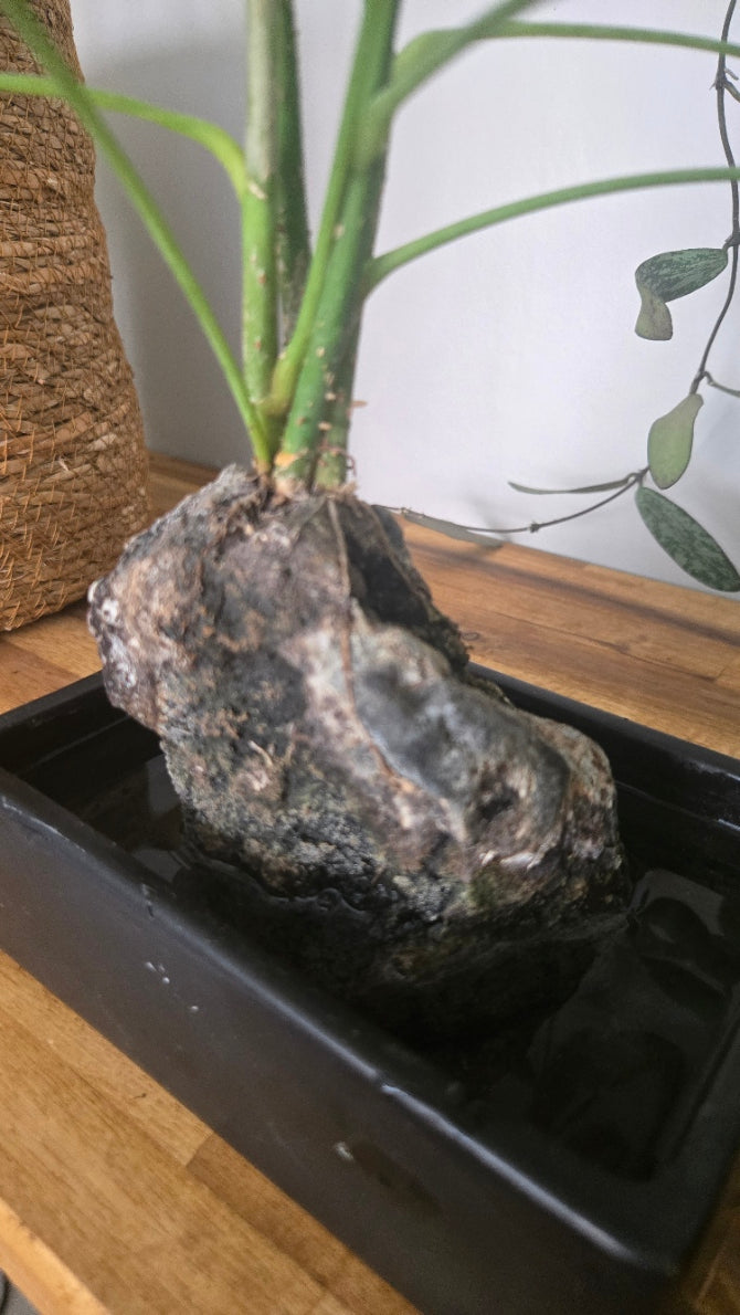 PLANTE PIERRE DE LAVE