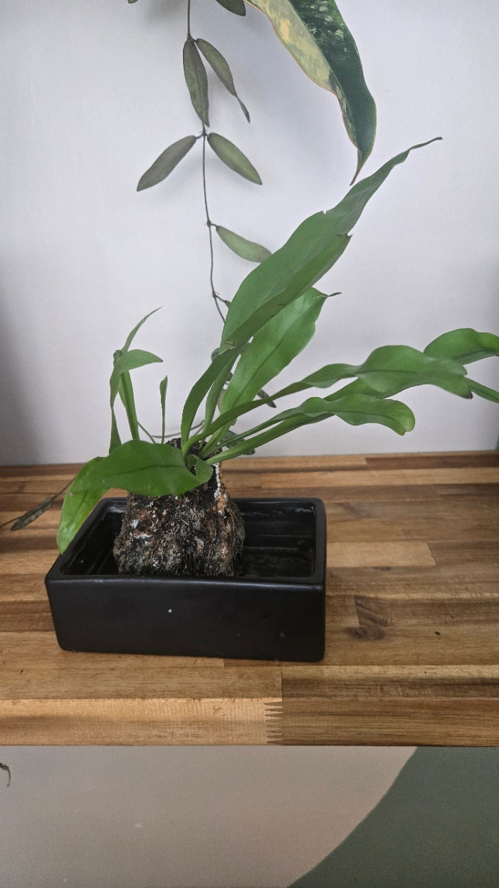 PLANTE PIERRE DE LAVE