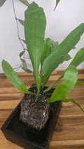 PLANTE PIERRE DE LAVE