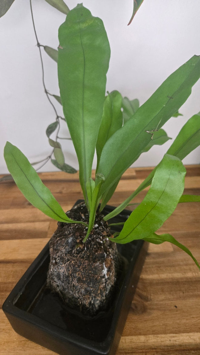 PLANTE PIERRE DE LAVE