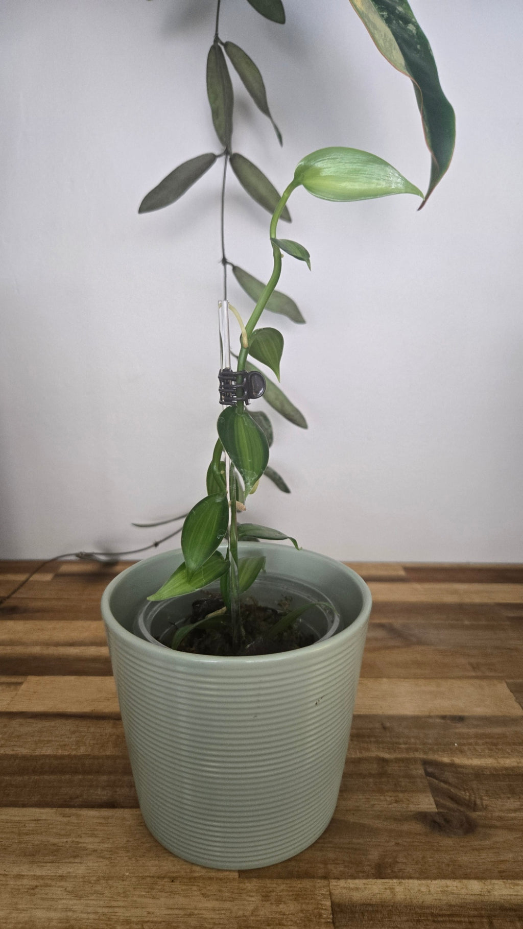 VANILLE PLATANIFOLIA VARIEGATA