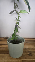 VANILLE PLATANIFOLIA VARIEGATA