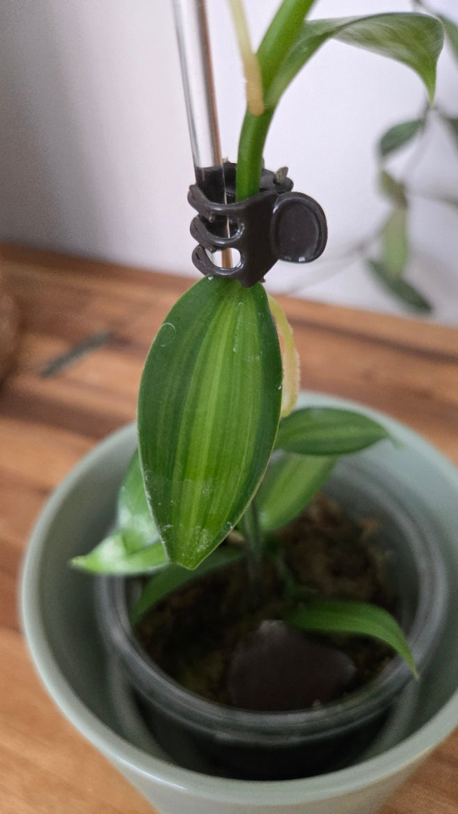VANILLE PLATANIFOLIA VARIEGATA