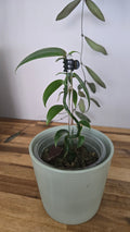 VANILLE PLATANIFOLIA
