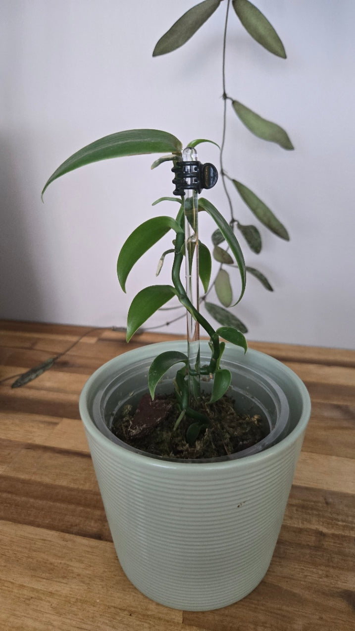 VANILLE PLATANIFOLIA