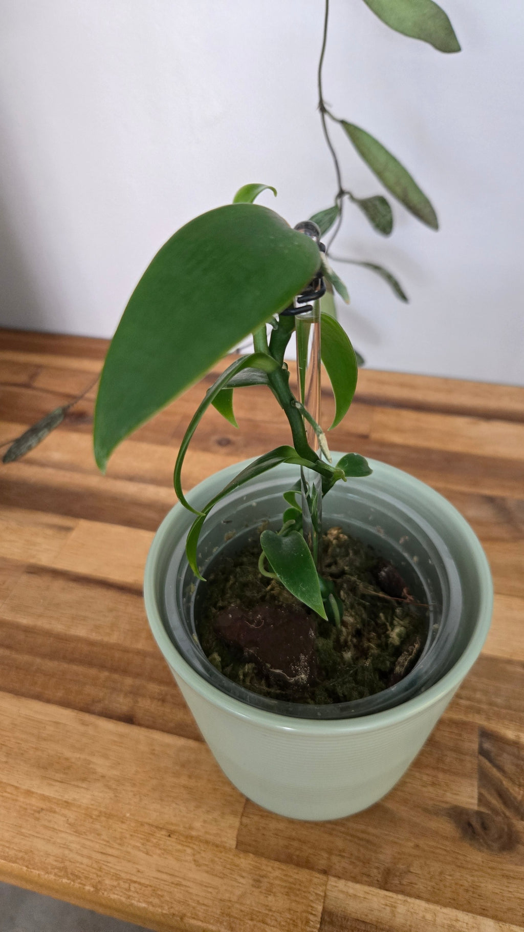 VANILLE PLATANIFOLIA