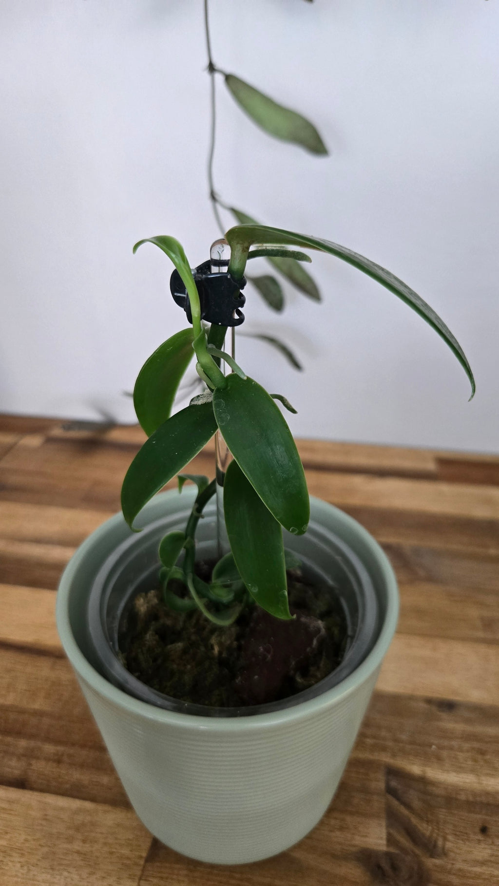 VANILLE PLATANIFOLIA