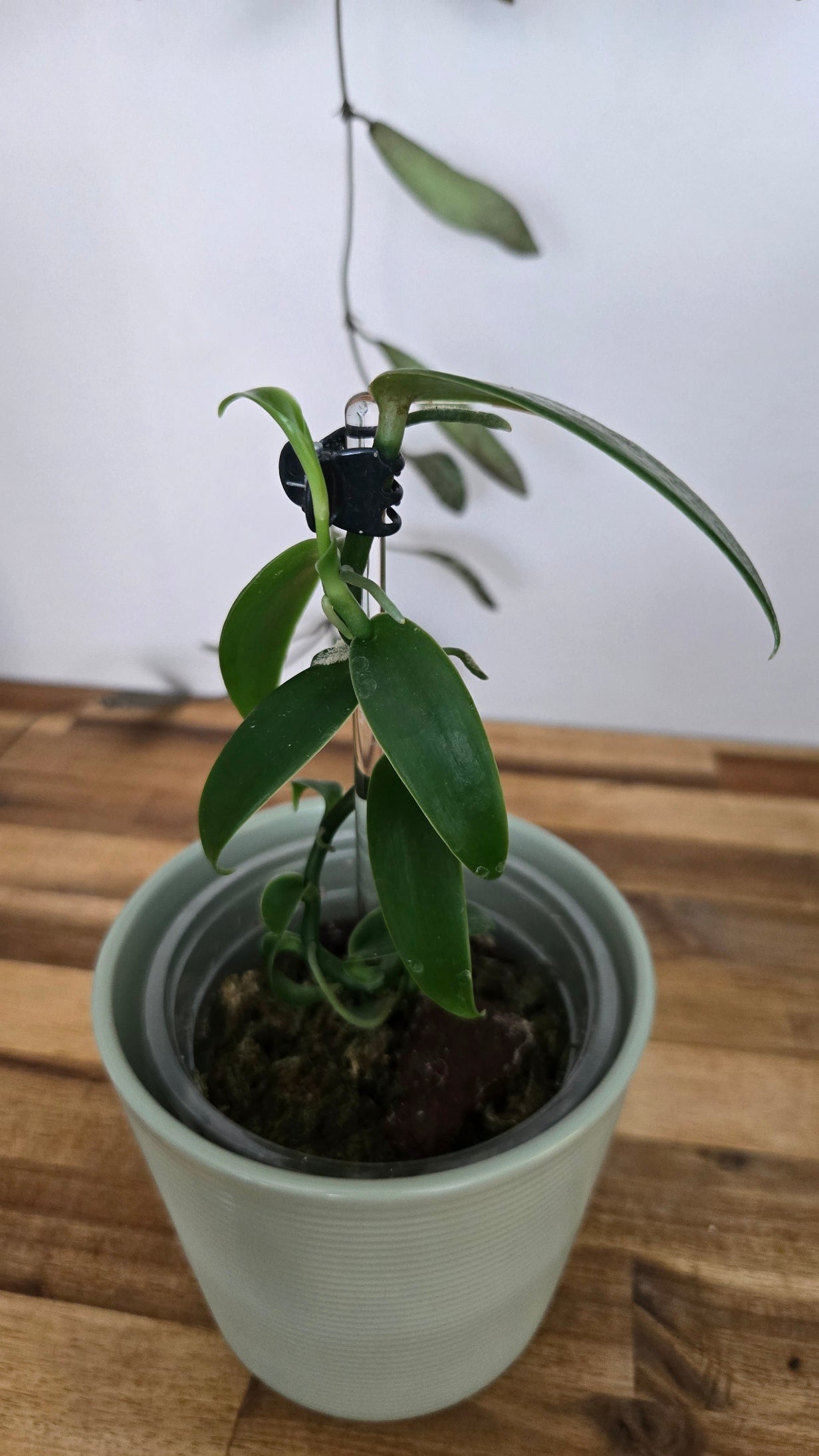 VANILLE PLATANIFOLIA