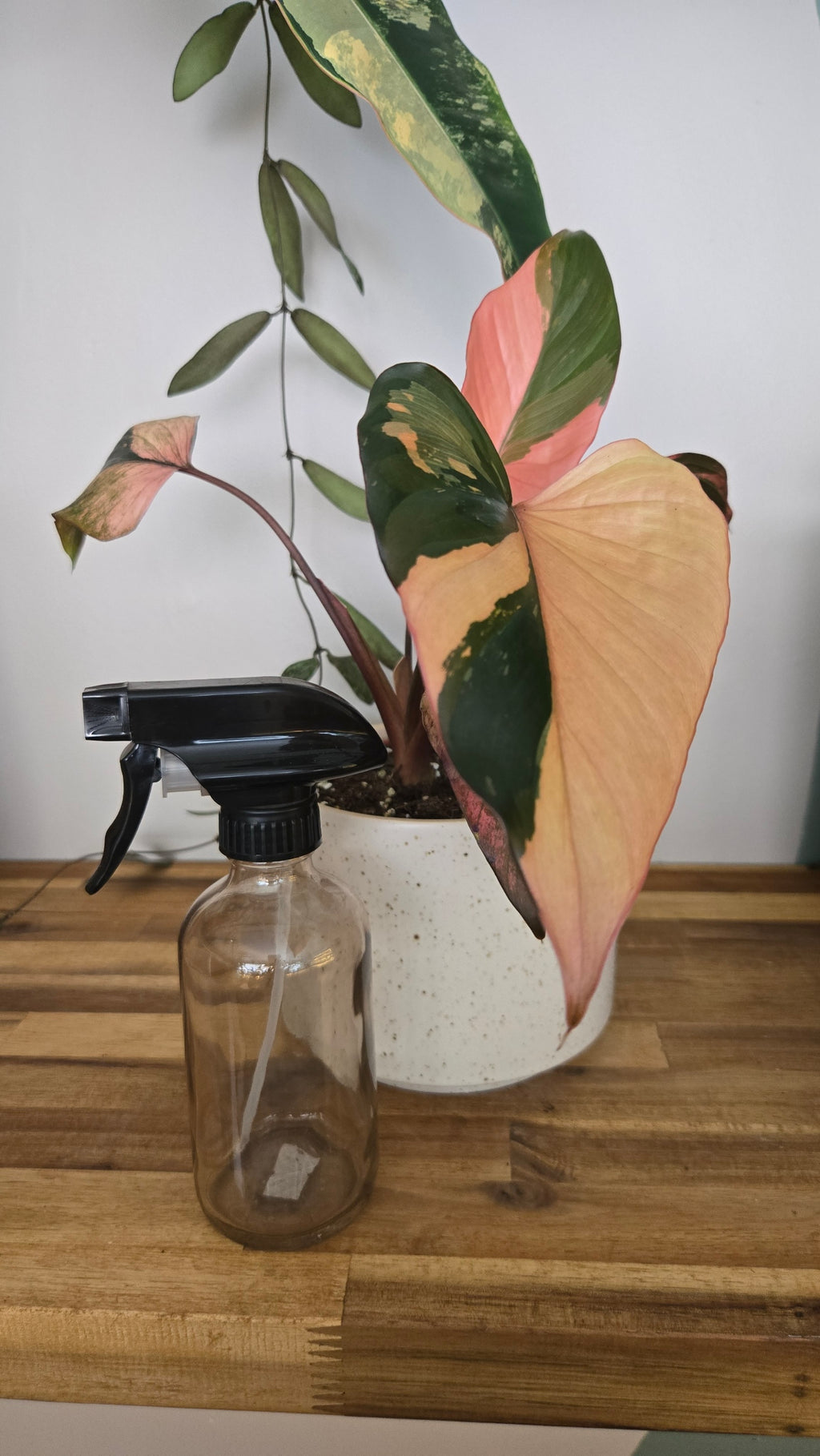 SPRAY POUR PLANTE 250 ML