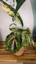 COLEUS
