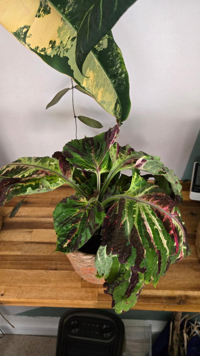 COLEUS