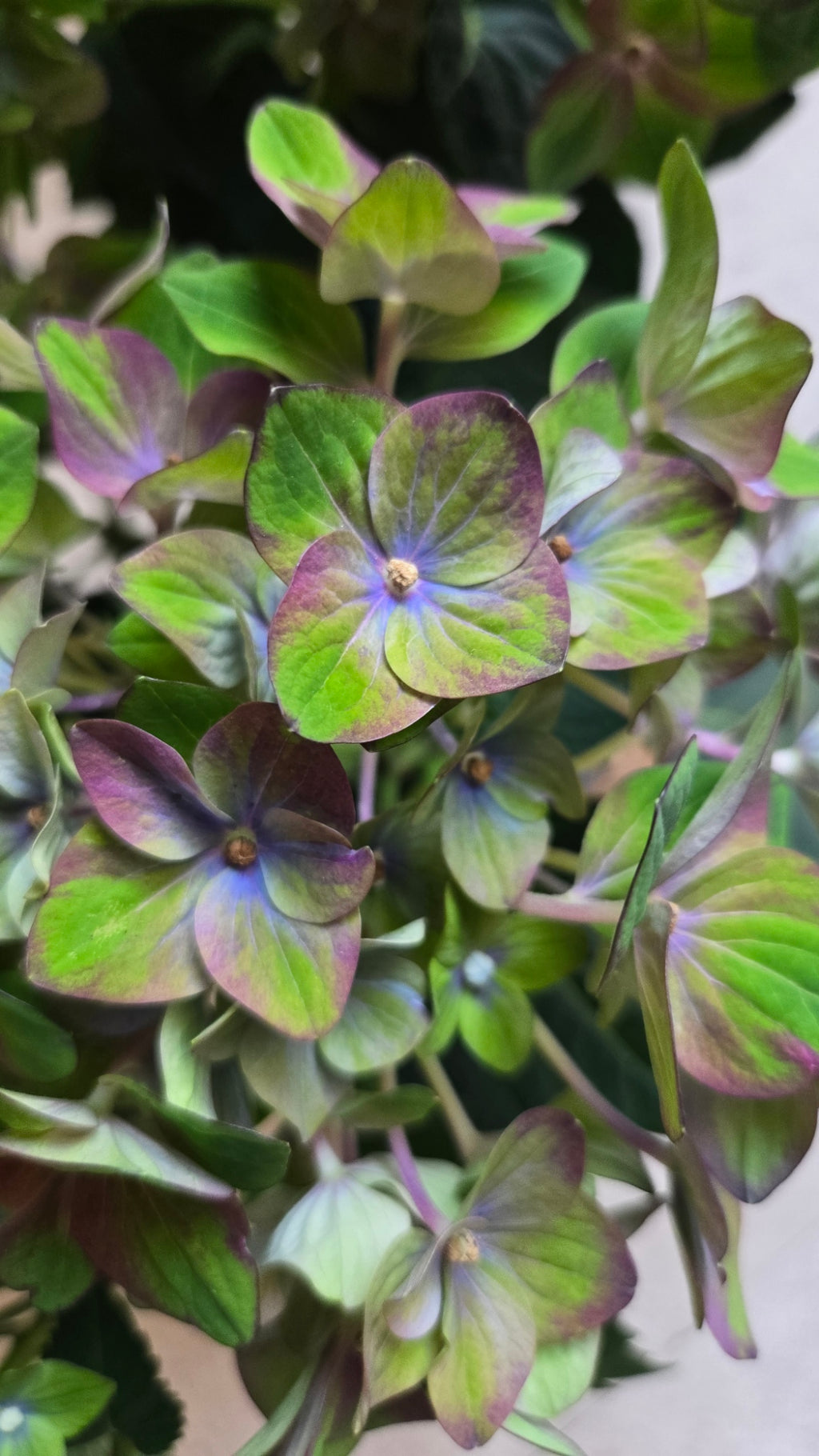 HORTENSIA REMBRANDT