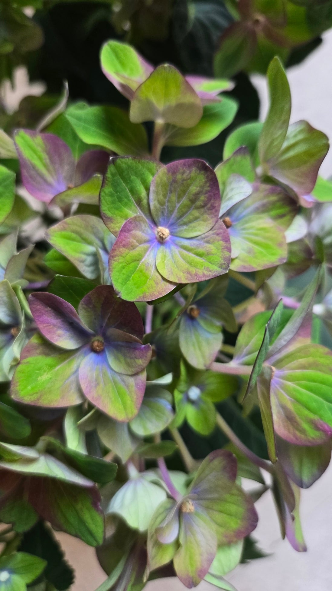 HORTENSIA REMBRANDT