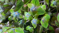HORTENSIA REMBRANDT