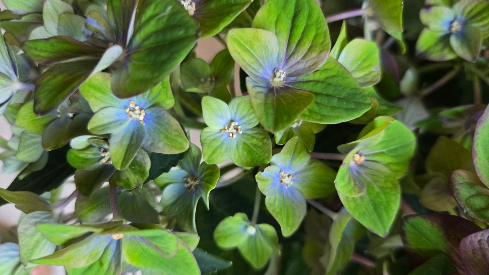 HORTENSIA REMBRANDT