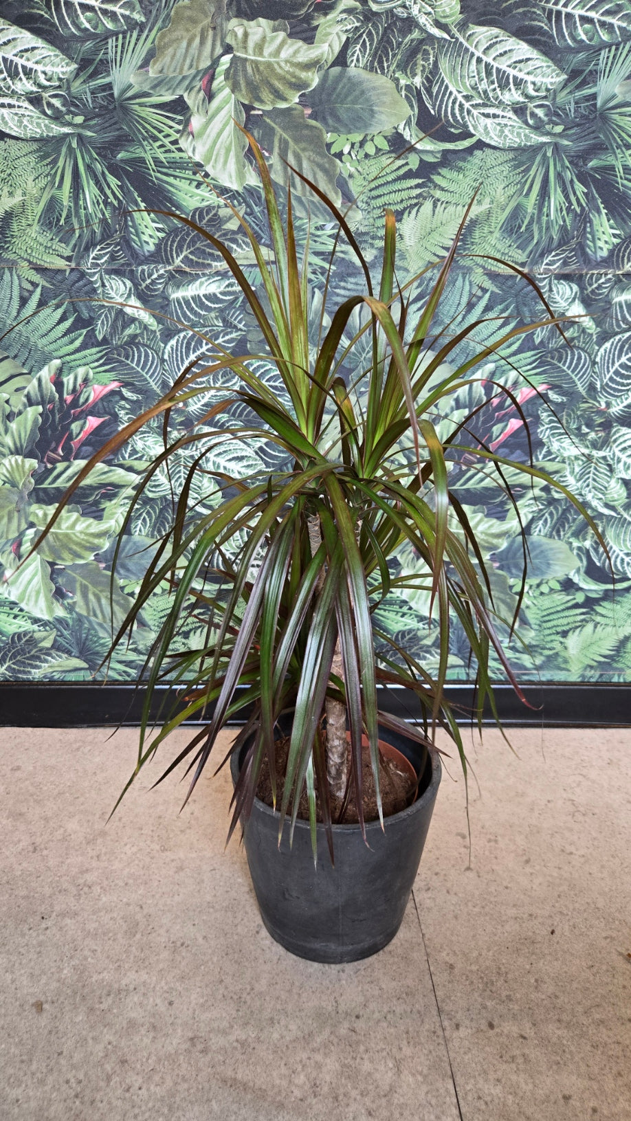 Dracaena Marginata