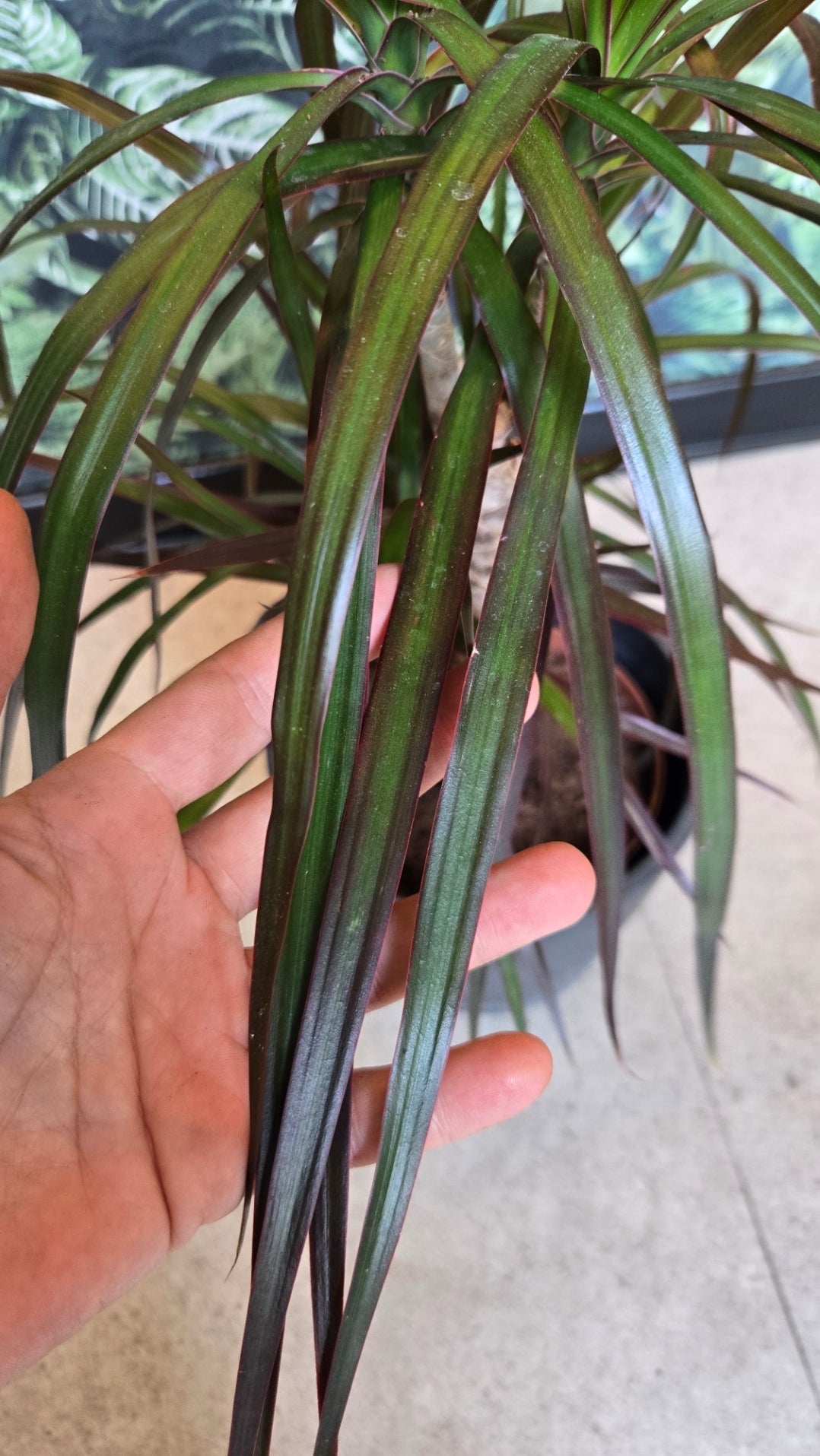 Dracaena Marginata