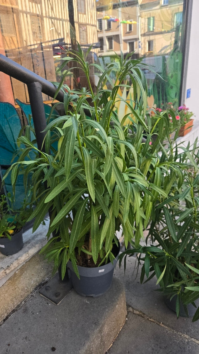 LAURIER  - NERIUM OLEANDER