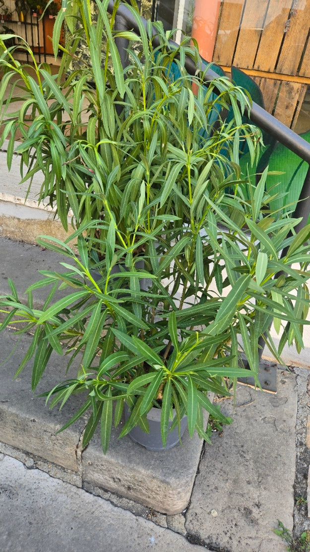 LAURIER  - NERIUM OLEANDER