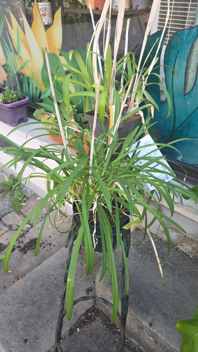 AGAPANTHES
