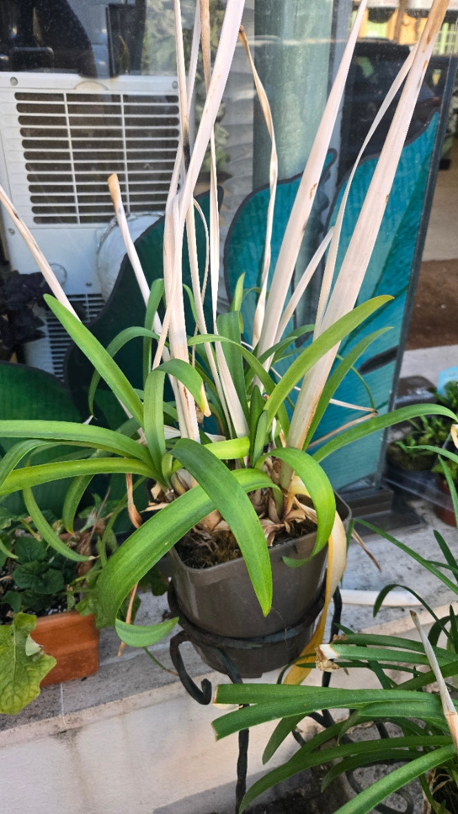AGAPANTHES